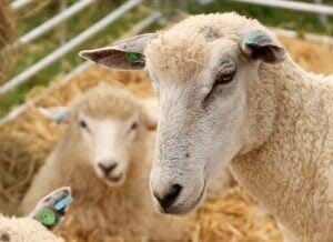 The Cotswold Show - image 1
