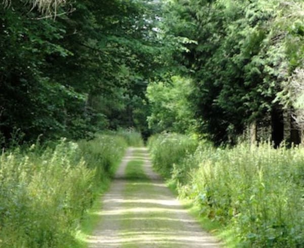Harebushes Wood